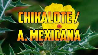 PARA QUE SIRVE🌿CHIKALOTE🌿 BENEFICIOS🌿 Argemone mexicana🌿 PROPIEDADES Y USOS MEDICINALES🌿 [upl. by Helfand917]