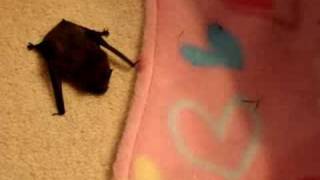 Tiny pipistrelle bat found on the driveway [upl. by Ynahpets]