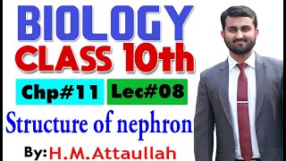 Structure of nephron  Chapter  11  Biology Class 10th  Lec 8 [upl. by Ilke202]