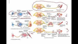 Sympathetic and Parasympathetic neurons [upl. by Refitsirhc]