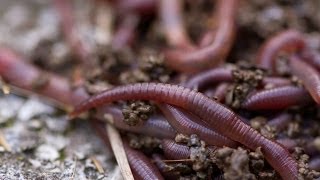 Worm Composting 101 [upl. by Ahsekyw696]