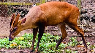 Guwahati zoo Harina Keita Sagoli nisina ghuri fure [upl. by Aihsekel448]