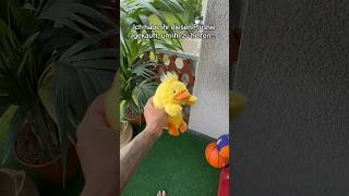 Diagnose Skoliose was jetzt …🐤 plushies rückenschmerzen office freundin [upl. by Nomad]