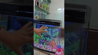 Second hand aquarium aquarium shorts fish fishaquarium [upl. by Aneehs]