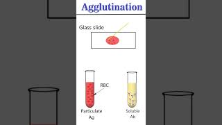 Antigen Antibody interaction Agglutination animation immunology [upl. by Nahtnanhoj]