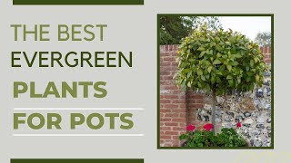 LowMaintenance Evergreen Pots That Look Great All YearRound [upl. by Lyman]