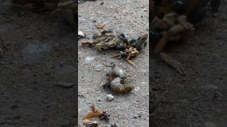 Blow Flies scatter from Crayfish remains [upl. by Mikkel]