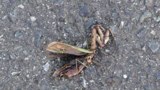 Ants Swarming around a Dead Praying Mantis オオカマキリ♀とハリガネムシの死骸に群がるアリ [upl. by Animas]