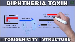 Diptheria Toxin  Structure and Toxigenicity [upl. by Ocir]