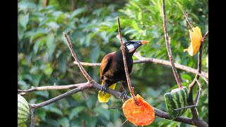 Montezuma Oropendola  Birds of Costa Rica  Rare Birds singing birds nature rainforest [upl. by Leach543]