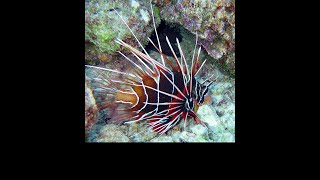 The Lionfish Deadly but Tasty [upl. by Clyve911]