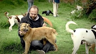 Los puros criollos  Perro criollo Temporada 3 [upl. by Clementina]