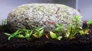 EASY SHRIMP TANK  Step By Step [upl. by Smiley594]