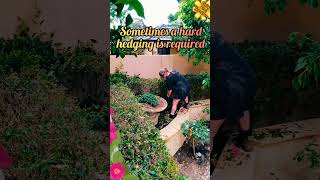 🌼 Hard Hedging for Tough Plants hardhedging hedgingpowertools hardyplants wagardens shorts [upl. by Seroled583]