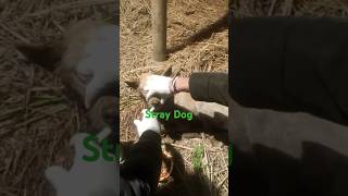 Feeding Sick Stray DOG doglover animallover pet dogcare feeding wounded straydogs shelter [upl. by Anailli]