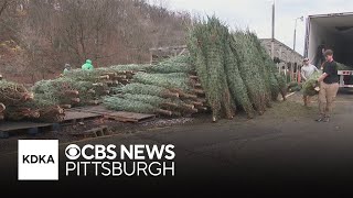 Will the summers drought and heat affect Pennsylvanias Christmas trees [upl. by Ayatahs]