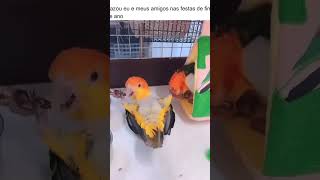 vazou vídeo do final do ano ave marianinha aves birds birdslover pets petlover [upl. by Aivatan]