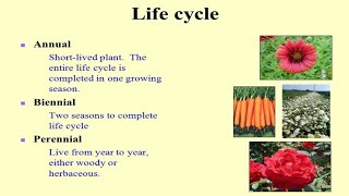 CLASSIFICATION OF PLANTS ON THE BASIS OF THEIR LIFE CYCLE  Education Notes [upl. by Weibel]