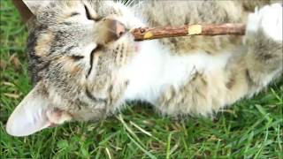 silver vine sticks  catnip stick  natural cat toothbrush [upl. by Housum]