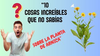 10 Cosas increíbles que no sabías sobre la planta de Árnica 🌼✨ [upl. by Ainola]