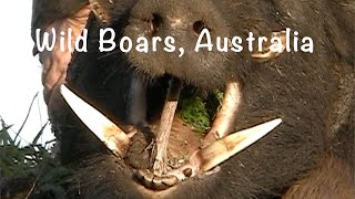 Wild Boars Australia Pig Hunting Compilation 2 [upl. by Ssidnak]