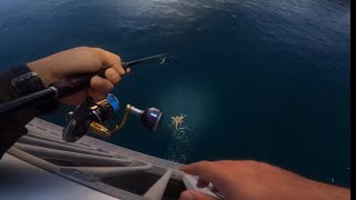 Huge Octopus Under Darwin Nightcliff Jetty 😱 [upl. by Elac]