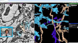 SpelunkerNeuroglancer Point Pair Proofreading Usage [upl. by Kcoj482]