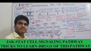 JAK STAT Signaling Pathway Trick to Learn Drugs Follow This Pathway With MCQ of Exams [upl. by Aicemed553]