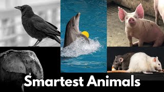 Top 10 Smartest Animals in the World smartanimals animalfacts [upl. by Bak]