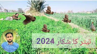 OMG 😱 NEW WAY OF TRAPING PARTRIDGETeetar ka shikar with netting2024 ka Shandar shikarHunting 😱 [upl. by Nawat172]