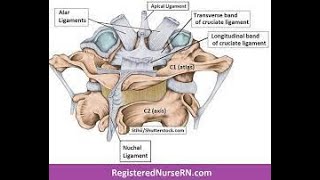 Ligamentum Nuchae Anterior amp Posterior Longitudinal and Transverse Ligaments [upl. by Grube]