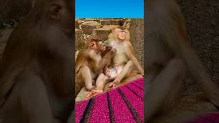 Whats going on animalvideos worldsnature viralvideo beautifulnatureworld wildanimal [upl. by Irafat]