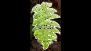 Dryopteris intermedia Evergreen Wood Fern Shorts [upl. by Marek]