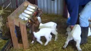 Bottle Feeding Group of young Boer goat kids [upl. by Bohrer]