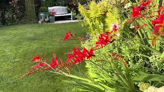 Crocosmia sáfrányfű [upl. by Effy162]