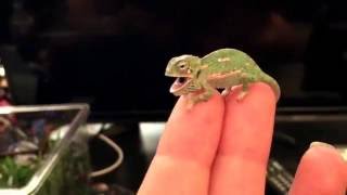 BABY CHAMELEON Changes Color Pattern 1 DAY OLD [upl. by Marline533]