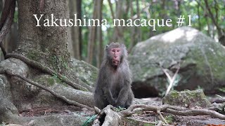 Yakushima macaque 1 [upl. by Tolmann]