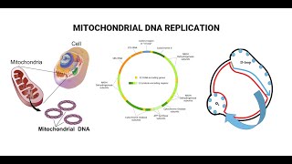 Mitochondrial DNA And D Loop Replication [upl. by Edwina984]