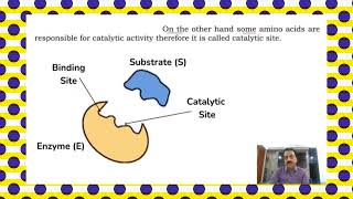 Chapter 2  First Year Biology  Enzymes Part 2  structure of enzyme  Sindh Text Board [upl. by Remmus678]