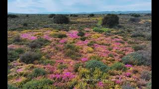 Fynbos habitat  South Africa Aerial 4K [upl. by Osicran570]