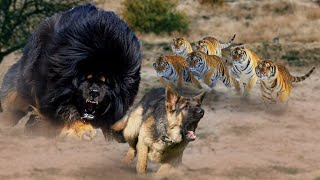 15 Aggresive Dogs Breeds That Can Kill The Tibetan Mastiff  Tibetan Mastiff VS Pitbull VS Kangaldog [upl. by Eenor]