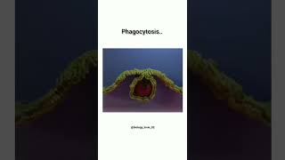 Phagocytosisphagocytosis biology trending trendingshorts ytshorts science [upl. by Baudelaire]