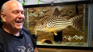 BREEDING Corydoras  50 Years of Experience [upl. by Sarine906]