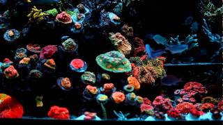 Reefer831quots 72 gallon Reef Tank [upl. by Anaerb297]