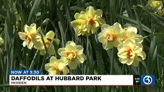 VIDEO Daffodils at Hubbard Park in Meriden [upl. by Jeramie279]