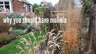 Molinia a great all round grass [upl. by Nohsid]