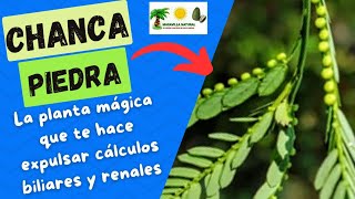 🌱Chancapiedra planta mágica extrae cálculos Las propiedades para tu salud de la Chancapiedra 🌿 [upl. by Michelina]