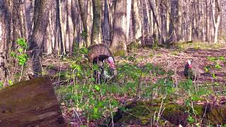 Illinois Turkey Hunt SHOTS FIRED 3 yards [upl. by Bottali]