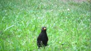 Rainer  Die lustige Amsel [upl. by Eldon]