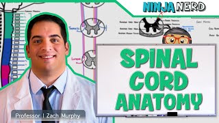 Neurology  Gross Anatomy of the Spinal Cord and Spinal Nerves [upl. by Loleta]